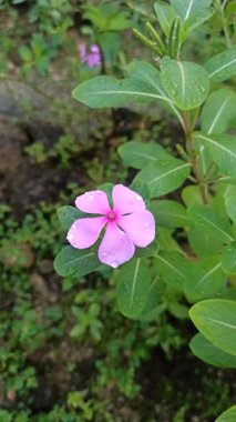 Madagaskar 'ın yemyeşil yaprakları tropikal ışıkta gelişir ve ikonik pembe veya beyaz çiçekleri çiçek açmadan önce sağlıklı bir büyüme gösterir.