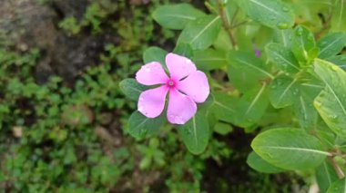Madagaskar 'ın yemyeşil yaprakları tropikal ışıkta gelişir ve ikonik pembe veya beyaz çiçekleri çiçek açmadan önce sağlıklı bir büyüme gösterir.