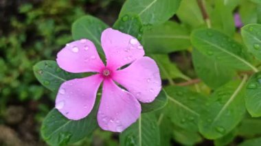 Madagaskar 'ın yemyeşil yaprakları tropikal ışıkta gelişir ve ikonik pembe veya beyaz çiçekleri çiçek açmadan önce sağlıklı bir büyüme gösterir.