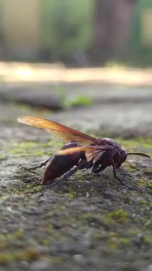 Vespa affinis, büyük ve saldırgan bir eşekarısı, vahşi doğada yuvasının yakınında gezinir. İğnesiyle tanınan doğal ekosistemin hayati bir parçasıdır.