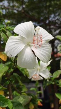 Beyaz bir çiçek zarafetle açar, saflığı ve huzuru sembolize eder. Sık sık yemyeşil bahçe ortamlarında görülen çarpıcı bir tropikal güzellik.
