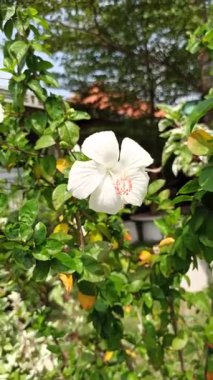 Beyaz bir çiçek zarafetle açar, saflığı ve huzuru sembolize eder. Sık sık yemyeşil bahçe ortamlarında görülen çarpıcı bir tropikal güzellik.