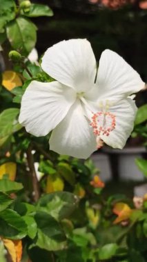 Beyaz bir çiçek zarafetle açar, saflığı ve huzuru sembolize eder. Sık sık yemyeşil bahçe ortamlarında görülen çarpıcı bir tropikal güzellik.