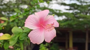 Pembe bir amber çiçeği tropikal cazibe ve zarafetle parlar. Canlı yaprakları, her doğal bahçe ortamında güzelliği ve sıcaklığı simgeler.