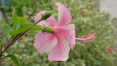 Pembe bir amber çiçeği tropikal cazibe ve zarafetle parlar. Canlı yaprakları, her doğal bahçe ortamında güzelliği ve sıcaklığı simgeler.