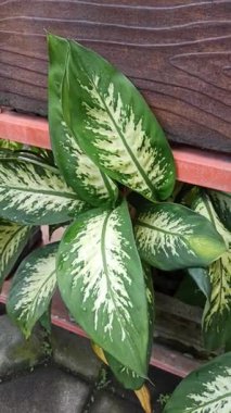 Büyük, çeşitli yeşil ve beyaz yaprakları olan dieffenbachia, iç mekanlara tropikal zarafet ve bereketli yeşillik katan popüler bir bitki..