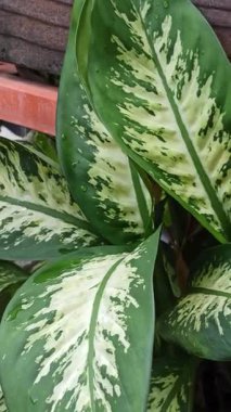 Büyük, çeşitli yeşil ve beyaz yaprakları olan dieffenbachia, iç mekanlara tropikal zarafet ve bereketli yeşillik katan popüler bir bitki..