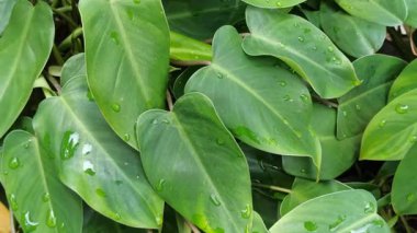 Büyük, çeşitli yeşil ve beyaz yaprakları olan dieffenbachia, iç mekanlara tropikal zarafet ve bereketli yeşillik katan popüler bir bitki..