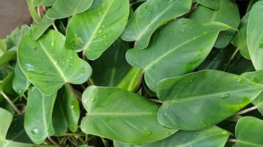 Büyük, çeşitli yeşil ve beyaz yaprakları olan dieffenbachia, iç mekanlara tropikal zarafet ve bereketli yeşillik katan popüler bir bitki..