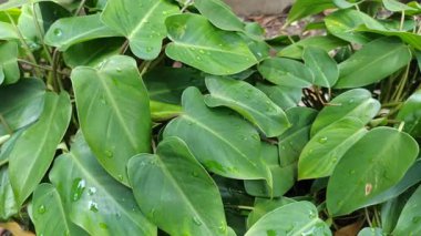 Büyük, çeşitli yeşil ve beyaz yaprakları olan dieffenbachia, iç mekanlara tropikal zarafet ve bereketli yeşillik katan popüler bir bitki..