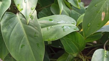 Büyük, çeşitli yeşil ve beyaz yaprakları olan dieffenbachia, iç mekanlara tropikal zarafet ve bereketli yeşillik katan popüler bir bitki..
