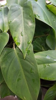 Büyük, çeşitli yeşil ve beyaz yaprakları olan dieffenbachia, iç mekanlara tropikal zarafet ve bereketli yeşillik katan popüler bir bitki..