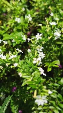 Cuphea hyssopifolia küçük lavanta çiçekleri ve ince yapraklar içerir. Bu da onu büyüleyici, az bakım gerektiren, sınır ve zemin örtüsü için mükemmel bir bitki yapar.