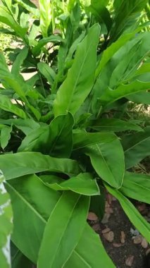 Büyük, çeşitli yeşil ve beyaz yaprakları olan dieffenbachia, iç mekanlara tropikal zarafet ve bereketli yeşillik katan popüler bir bitki..