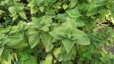 Narin yeşil yapraklı siyah kimyon bitkisi ve küçük tohum kapsülleri. Mutfak ve tıbbi amaçlar için çok yönlü bir bitki..