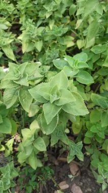 Narin yeşil yapraklı siyah kimyon bitkisi ve küçük tohum kapsülleri. Mutfak ve tıbbi amaçlar için çok yönlü bir bitki..