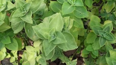 Narin yeşil yapraklı siyah kimyon bitkisi ve küçük tohum kapsülleri. Mutfak ve tıbbi amaçlar için çok yönlü bir bitki..