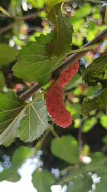 Koyu mor renkli olgun dutlu, tatlı tart aromalı ve besin değeri yüksek taze atıştırmalıklar ve tatlılar için mükemmel.