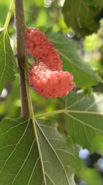 Koyu mor renkli olgun dutlu, tatlı tart aromalı ve besin değeri yüksek taze atıştırmalıklar ve tatlılar için mükemmel.