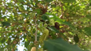 Koyu mor renkli olgun dutlu, tatlı tart aromalı ve besin değeri yüksek taze atıştırmalıklar ve tatlılar için mükemmel.