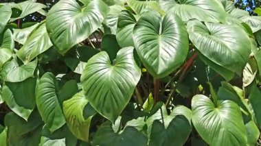 Kalp şeklinde yeşilliğe sahip gür Homalomena yaprakları, kapalı alanlardaki koyu yeşillikleri ve hava arındırıcı özellikleriyle hayranlık uyandırıyor.