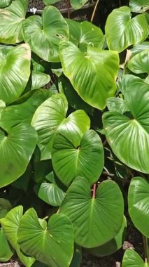 Kalp şeklinde yeşilliğe sahip gür Homalomena yaprakları, kapalı alanlardaki koyu yeşillikleri ve hava arındırıcı özellikleriyle hayranlık uyandırıyor.