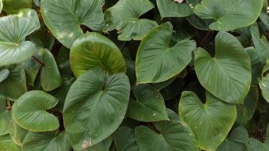 Kalp şeklinde yeşilliğe sahip gür Homalomena yaprakları, kapalı alanlardaki koyu yeşillikleri ve hava arındırıcı özellikleriyle hayranlık uyandırıyor.