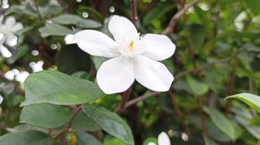 Wrightia antidysenterica, küçük beyaz yıldız şekilli çiçekler ve parlak yeşil yapraklarla narin ve tropikal bir bahçe estetiği yaratıyor..