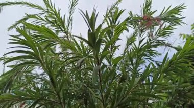 Uzamış yeşil bıçaklı taze okaliptüs yaprakları, sakinleştirici bir aroma yayıyor, bitkisel ilaçlar için ideal, gerekli yağlar, ya da doğal sağlık için..