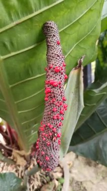 Koyu yeşil, uzun yapraklı Anthurium schlechtendalii, tropikal bir zarafet sergiliyor, ev dekorasyonu veya yemyeşil bahçeler için mükemmel..