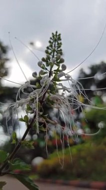 Kedi bıyığı çiçeği, tropikal bölgelerde güzellik ve bitkisel sağlığıyla bilinen zarif beyaz ya da mor dikenlere sahiptir.