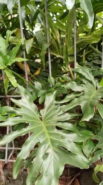 Dalgalı yeşil yaprakları olan yemyeşil Philodendron Xanadu, tropikal ve canlı bir atmosfer yaratıyor. Kapalı ya da bahçe dekorasyonu için mükemmel..