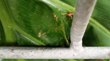 Büyük bir karınca ağaç yaprakları üzerinde sürünüyor, yeşil yaşam alanını keşfediyor, bir orman tepe örtüsünde karmaşık böcek detayları ve yaşam sergiliyor..