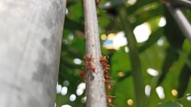 Büyük bir karınca ağaç yaprakları üzerinde sürünüyor, yeşil yaşam alanını keşfediyor, bir orman tepe örtüsünde karmaşık böcek detayları ve yaşam sergiliyor..