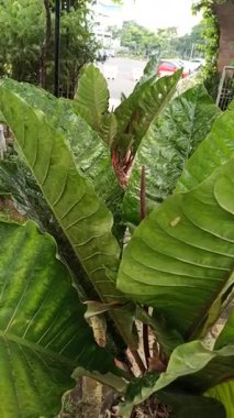Koyu yeşil, uzun yapraklı Anthurium schlechtendalii, tropikal bir zarafet sergiliyor, ev dekorasyonu veya yemyeşil bahçeler için mükemmel..