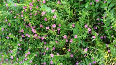 Tiny Cuphea hissopifolia çiçekler canlı mor, yoğun yeşil yapraklar üzerinde çiçek, bahçelere hassas ve renkli bir dokunuş ekler.