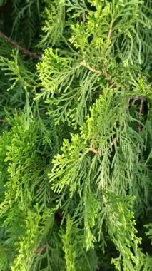 Çam ağacı yapraklarının yakın çekimi, dallar boyunca dizilmiş koyu yeşil iğneler, güneş ışığında taze, doğal bir orman titreşimi yaratıyor..