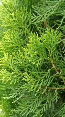 Çam ağacı yapraklarının yakın çekimi, dallar boyunca dizilmiş koyu yeşil iğneler, güneş ışığında taze, doğal bir orman titreşimi yaratıyor..