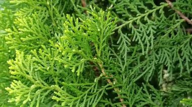 Çam ağacı yapraklarının yakın çekimi, dallar boyunca dizilmiş koyu yeşil iğneler, güneş ışığında taze, doğal bir orman titreşimi yaratıyor..