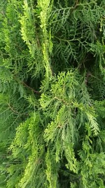 Çam ağacı yapraklarının yakın çekimi, dallar boyunca dizilmiş koyu yeşil iğneler, güneş ışığında taze, doğal bir orman titreşimi yaratıyor..