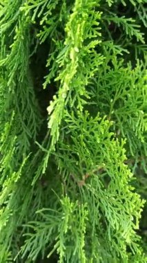 Çam ağacı yapraklarının yakın çekimi, dallar boyunca dizilmiş koyu yeşil iğneler, güneş ışığında taze, doğal bir orman titreşimi yaratıyor..