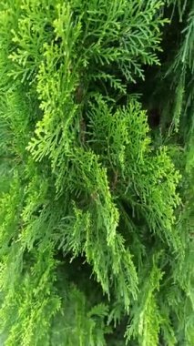 Çam ağacı yapraklarının yakın çekimi, dallar boyunca dizilmiş koyu yeşil iğneler, güneş ışığında taze, doğal bir orman titreşimi yaratıyor..