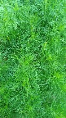 Taze papatya yaprakları, tüylü yeşil dokuları var. Güneşli bir bahçede doğal olarak yetişiyor. Bitki çayı ya da doğal ilaçlar için mükemmel..