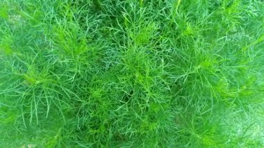 Taze papatya yaprakları, tüylü yeşil dokuları var. Güneşli bir bahçede doğal olarak yetişiyor. Bitki çayı ya da doğal ilaçlar için mükemmel..