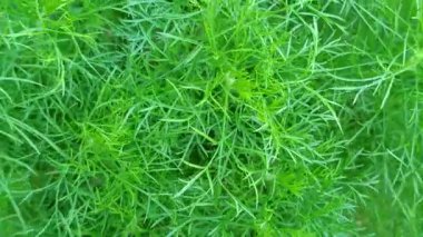 Taze papatya yaprakları, tüylü yeşil dokuları var. Güneşli bir bahçede doğal olarak yetişiyor. Bitki çayı ya da doğal ilaçlar için mükemmel..