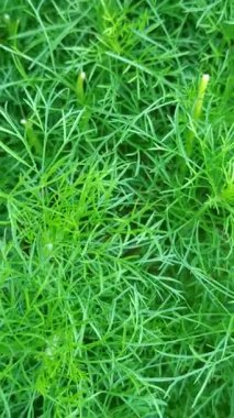 Taze papatya yaprakları, tüylü yeşil dokuları var. Güneşli bir bahçede doğal olarak yetişiyor. Bitki çayı ya da doğal ilaçlar için mükemmel..