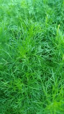 Taze papatya yaprakları, tüylü yeşil dokuları var. Güneşli bir bahçede doğal olarak yetişiyor. Bitki çayı ya da doğal ilaçlar için mükemmel..