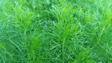 Taze papatya yaprakları, tüylü yeşil dokuları var. Güneşli bir bahçede doğal olarak yetişiyor. Bitki çayı ya da doğal ilaçlar için mükemmel..