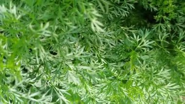 Taze papatya yaprakları, tüylü yeşil dokuları var. Güneşli bir bahçede doğal olarak yetişiyor. Bitki çayı ya da doğal ilaçlar için mükemmel..