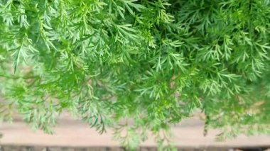 Taze papatya yaprakları, tüylü yeşil dokuları var. Güneşli bir bahçede doğal olarak yetişiyor. Bitki çayı ya da doğal ilaçlar için mükemmel..